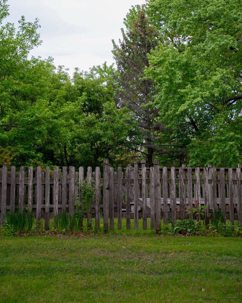 Secure Your Yard Against Curious Wildlife