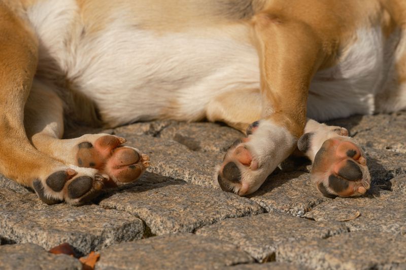 Protect Paw Pads from Hot Pavement and Concrete