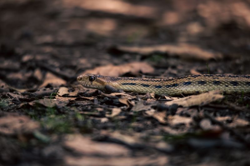 Watch Where the Snake Goes