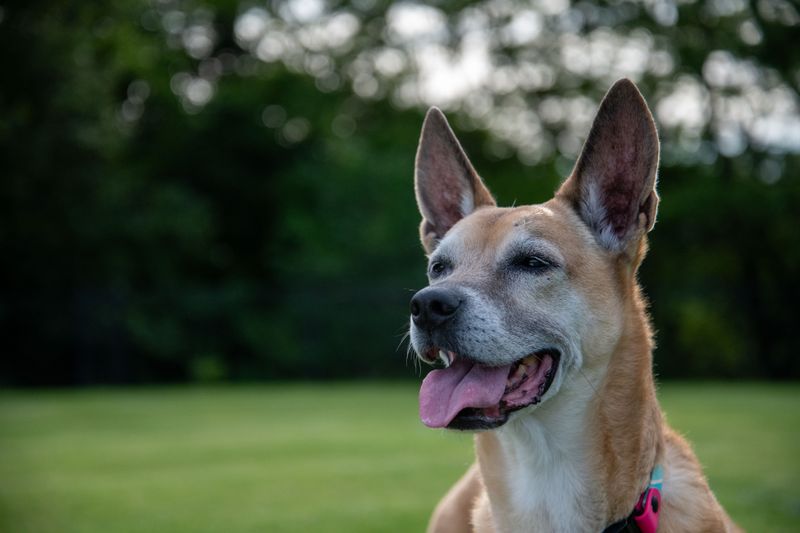 Choose Pet-Friendly Shelters And Hotels
