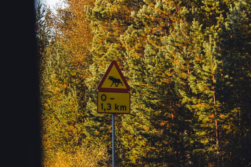 Be Extra Careful Around Moose