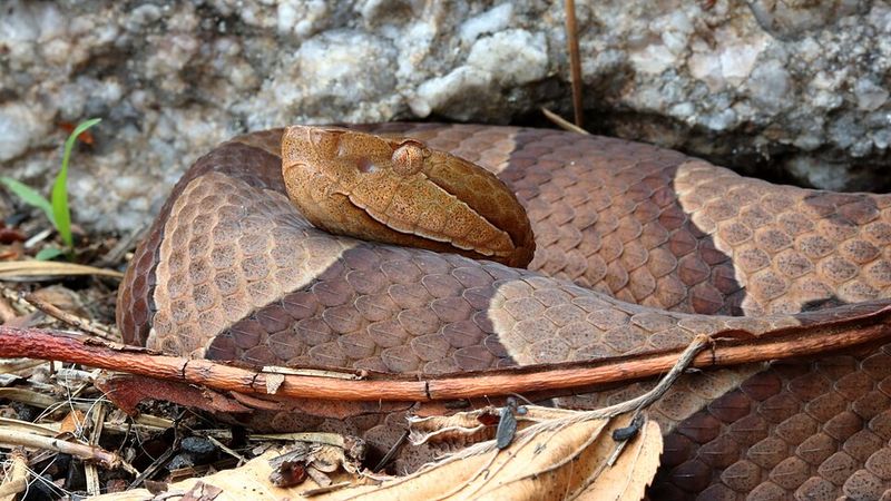 Give The Copperhead Plenty Of Space
