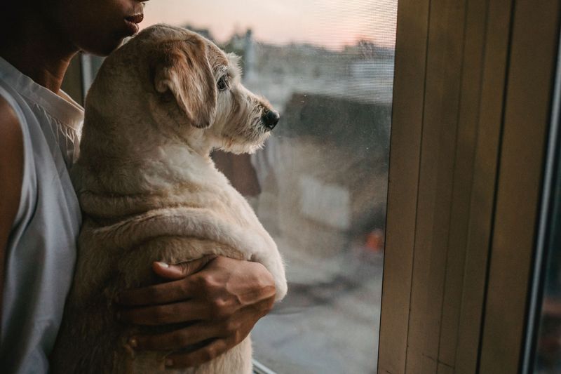 Never Leave Your Dog Behind During an Evacuation