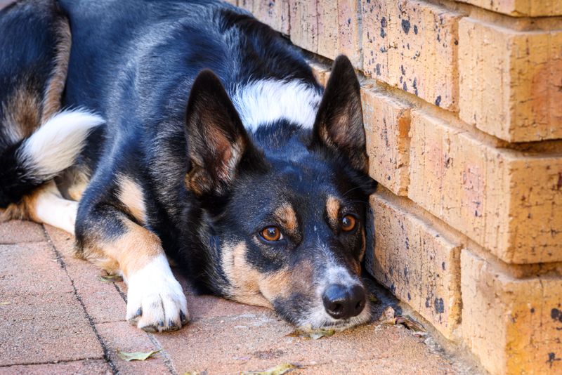 Know the Signs Your Dog May Have Been Bitten
