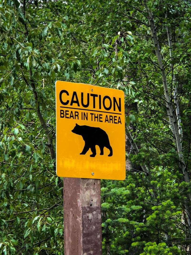 Give Black Bears Plenty Of Space
