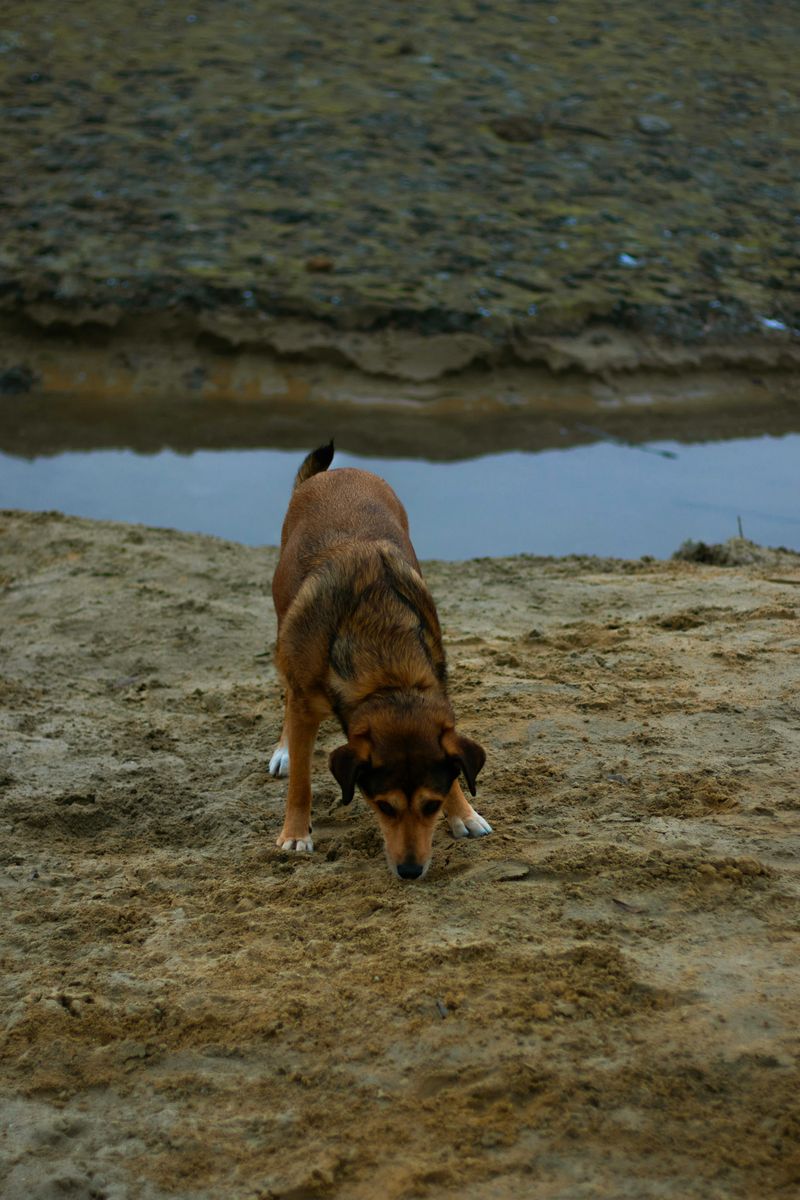 Never Let Your Dog Investigate a Snake