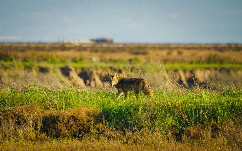 Do Not Approach A Coyote For A Better Look