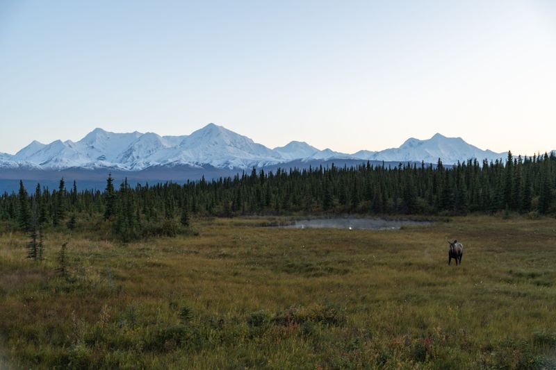 Never Let Your Dog Chase a Moose