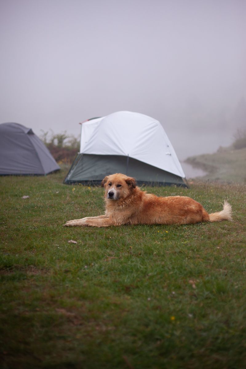 Never Leave Your Dog Unattended At Camp