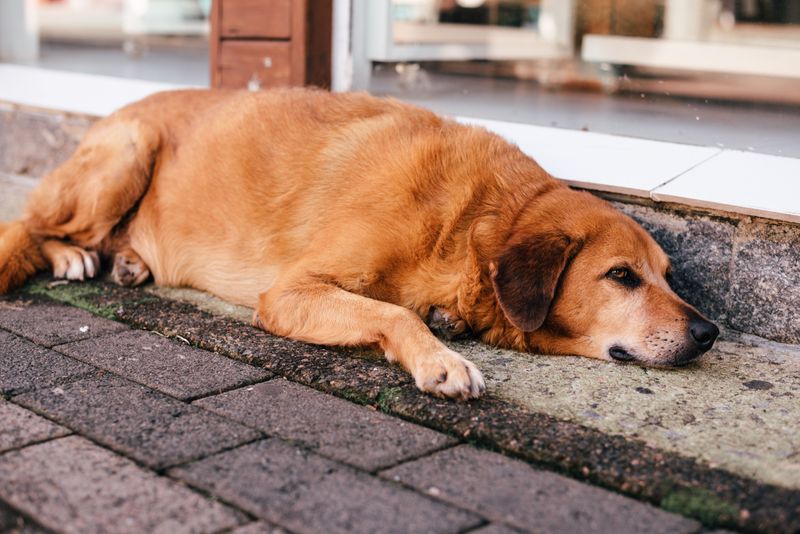 Watch Your Dog for Changes After a Hike