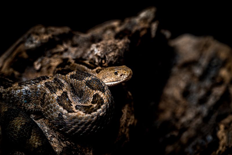 Do Not Cut the Bite or Try to Suck Out Venom
