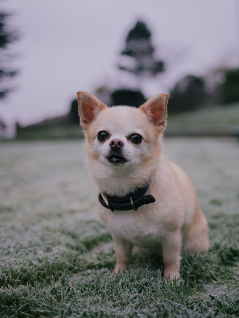 Keep Small Dogs Especially Close