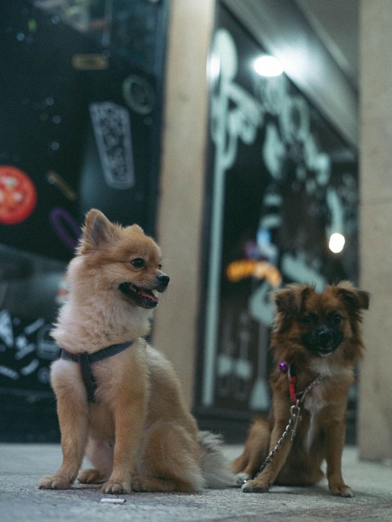 Keep Your Dog's Identification Current