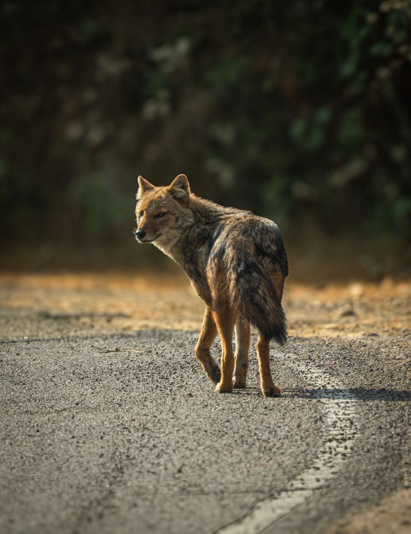 Do Not Run Away