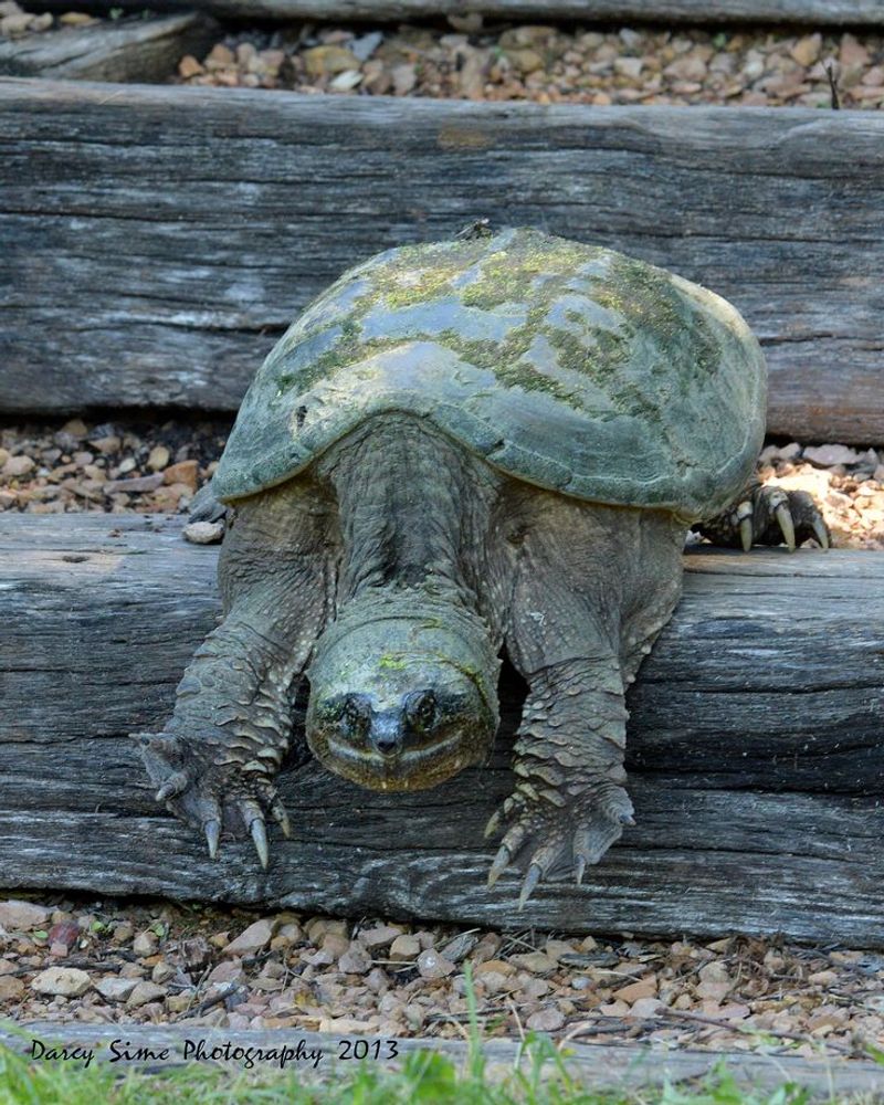 Give the Turtle a Clear Path