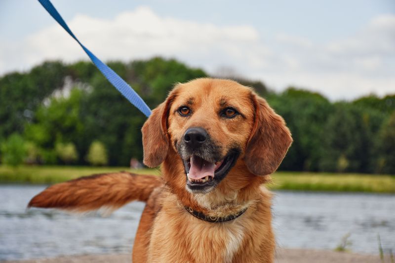 Get Your Dog Back on the Leash