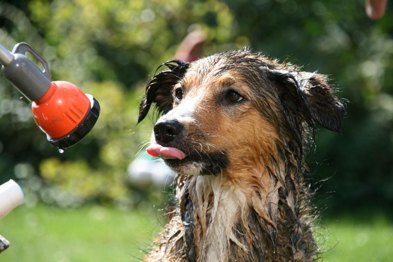 Flush Skunk Spray From Your Dog's Eyes With Water