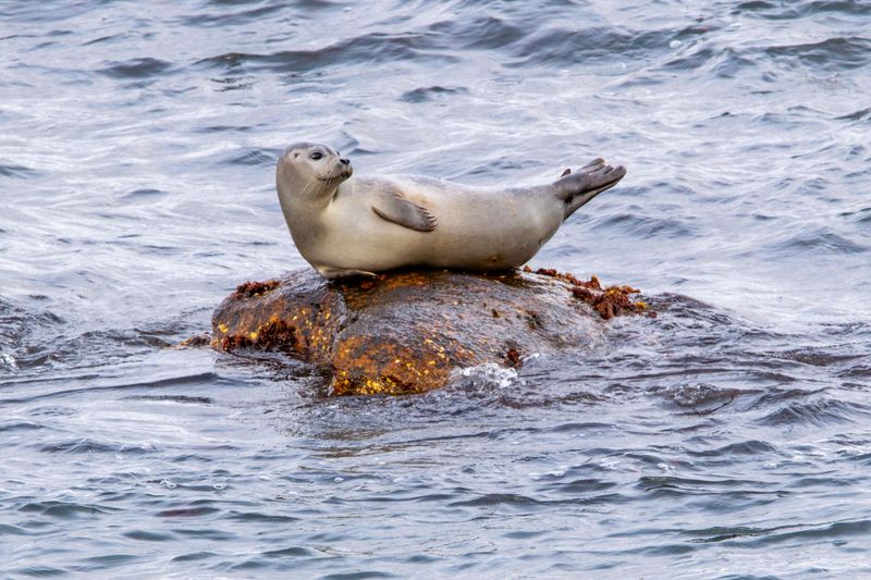 Give Wildlife Plenty of Space