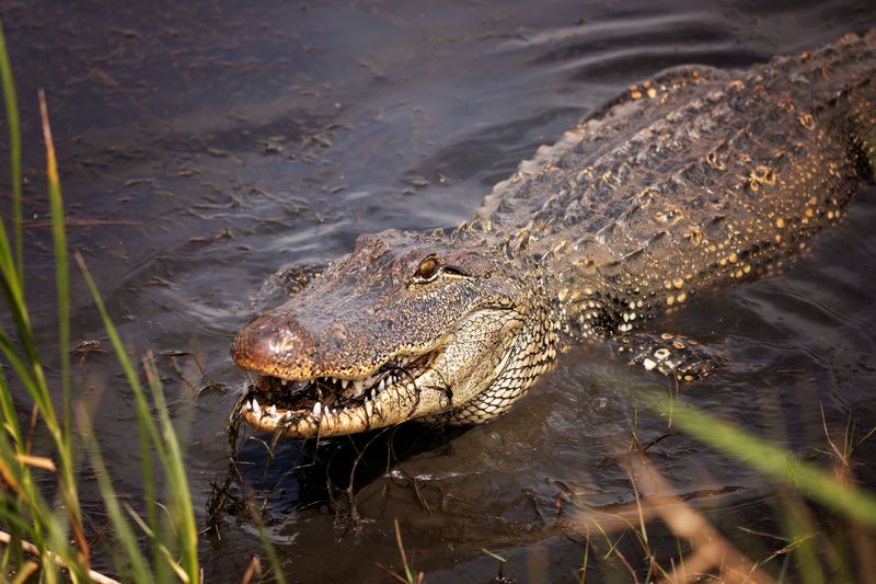 Leave Immediately if the Alligator Hisses