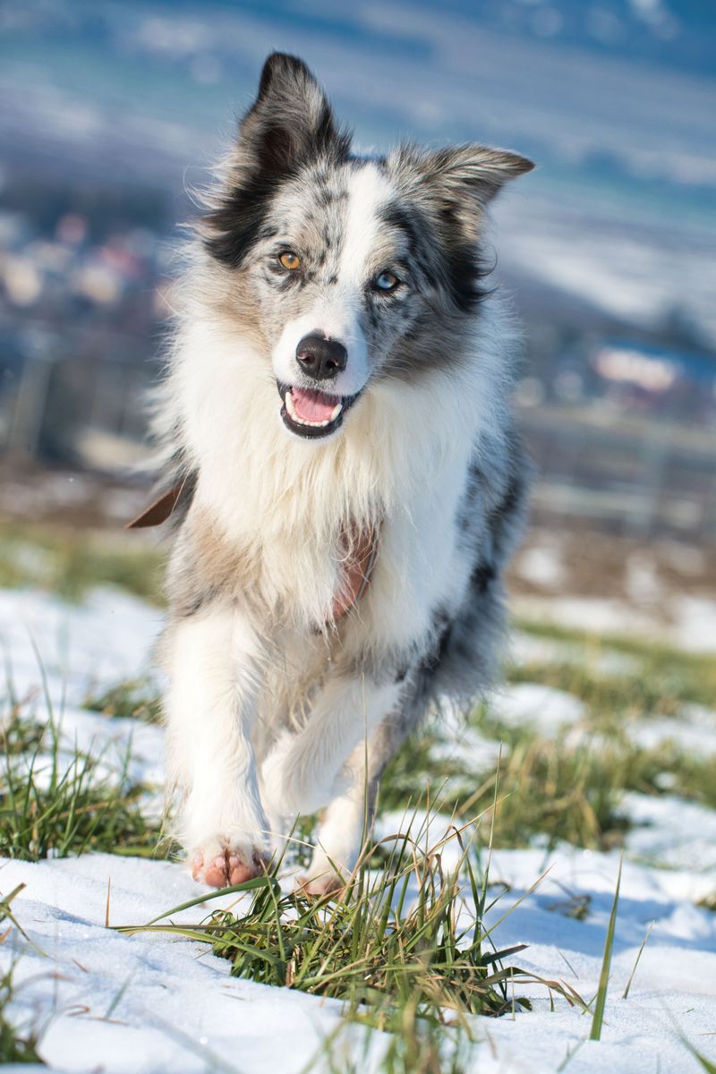 Icelandic Sheepdog