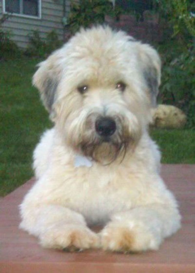 Soft Coated Wheaten Terrier