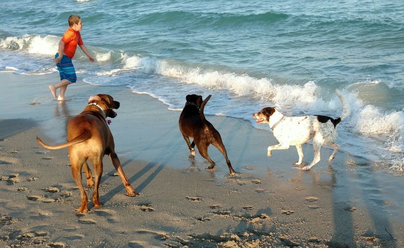 Hollywood Dog Beach, Hollywood