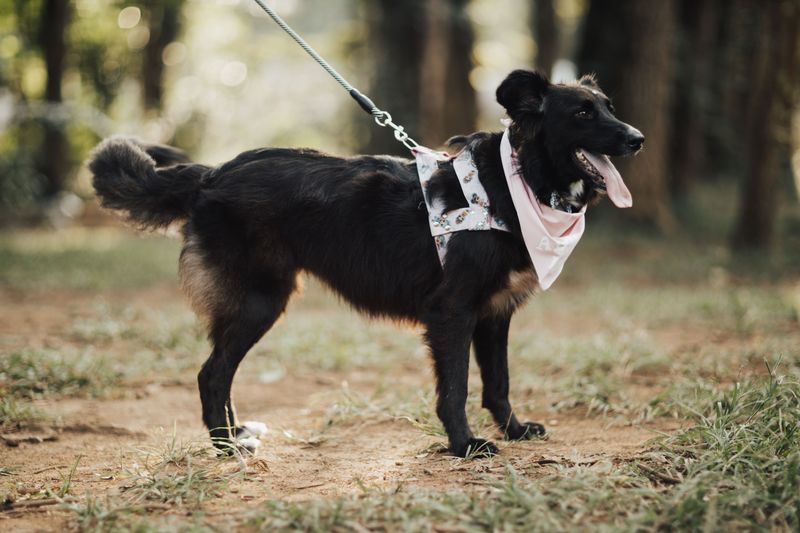 National Parks in Washington Require Leashes Where Dogs Are Allowed