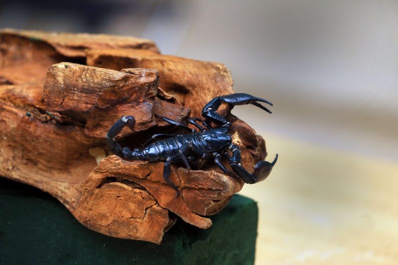 Florida Bark Scorpions