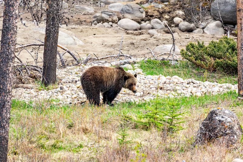 Watch For Signs Of Wildlife