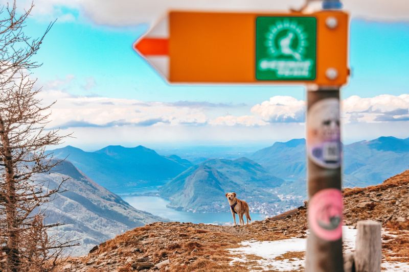 Choose Routes With Your Dog In Mind