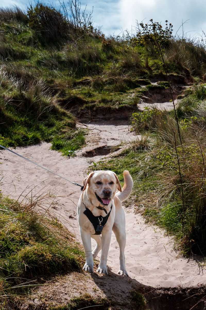 Keep Your Dog Leashed