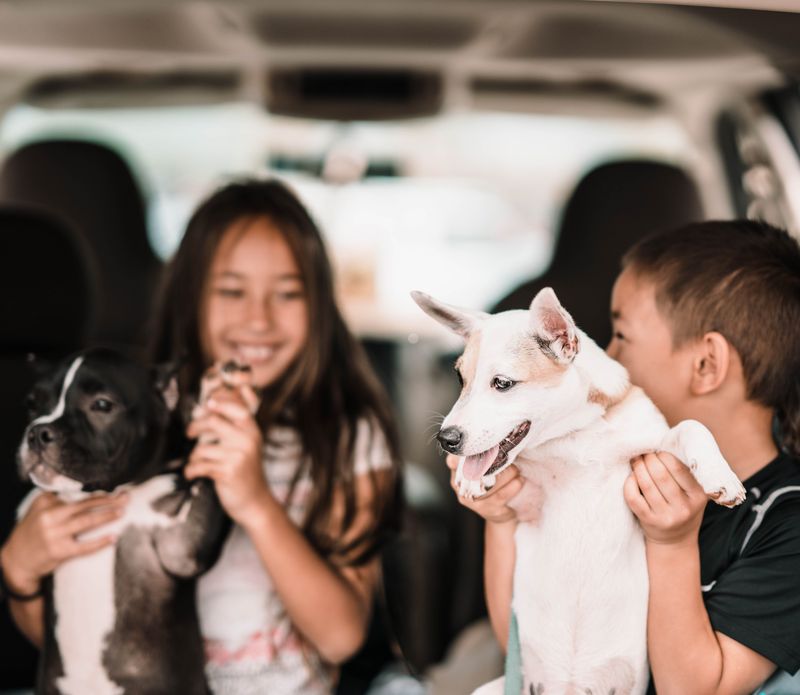 Build A Pet Evacuation Plan Early