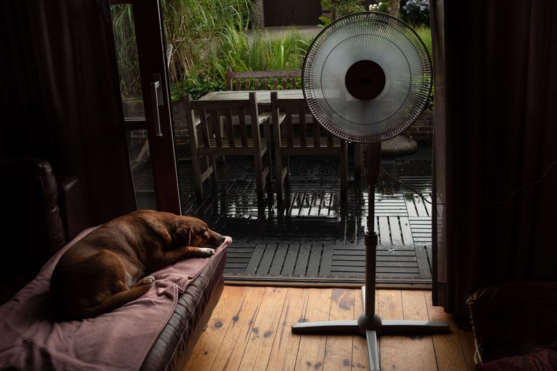 Move an Overheated Dog to a Cool Area Right Away