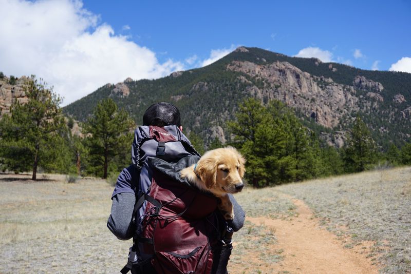 Carry your dog out if you safely can