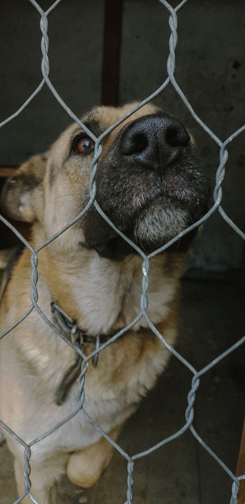 Confinement Standards for Dogs Labeled Vicious
