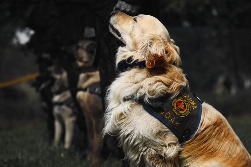 Misrepresenting a Pet as a Service or Assistance Animal Is a Crime in Pennsylvania