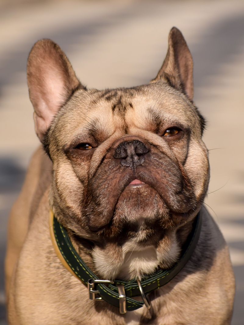 Flat-Faced Breeds Need Extra Care