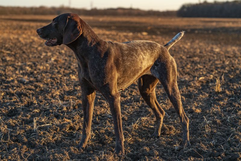 German Shorthaired Pointer