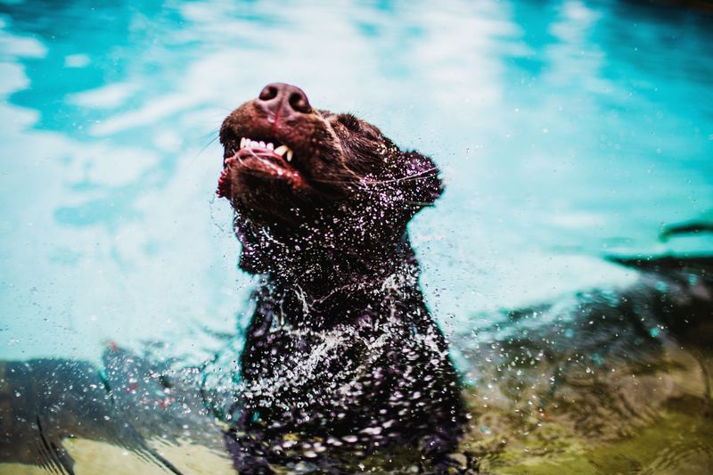 Chesapeake Bay Retriever