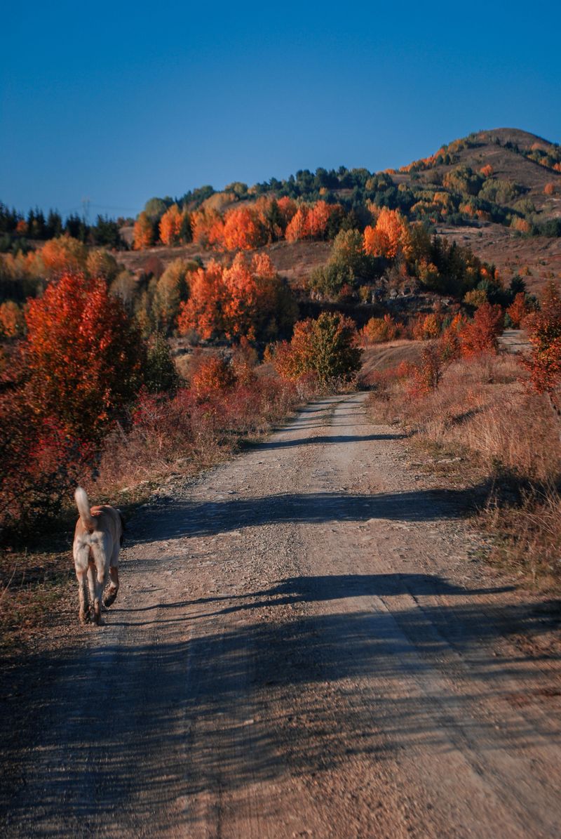 Golden Retriever Brings Easygoing Four-Season Energy