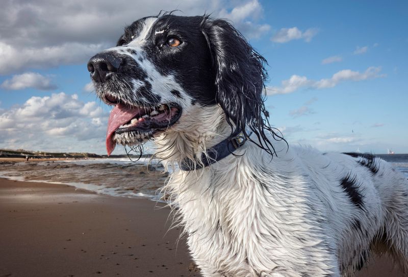 English Setter