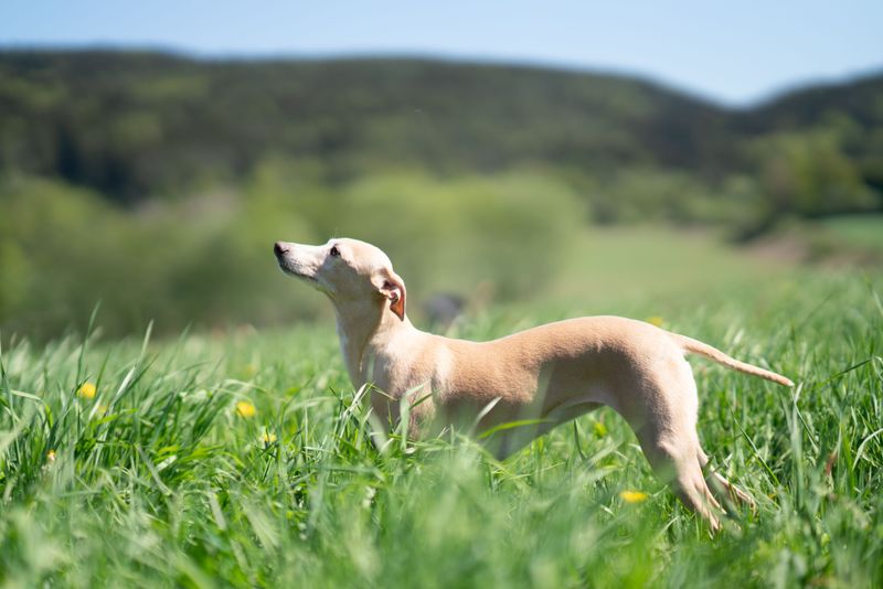 Whippet, the Pocket Rocket