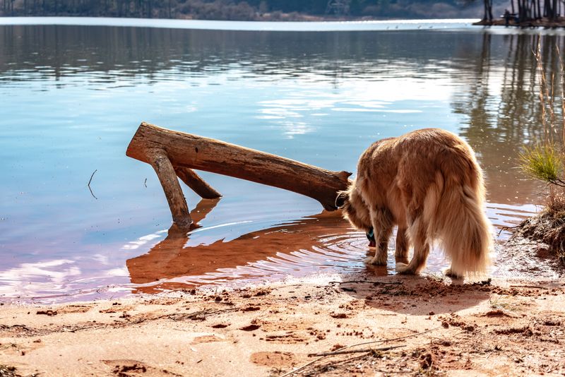 Lake Keowee Has Plenty Of Room To Roam