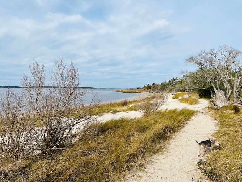 Carolina Beach State Park - Carolina Beach