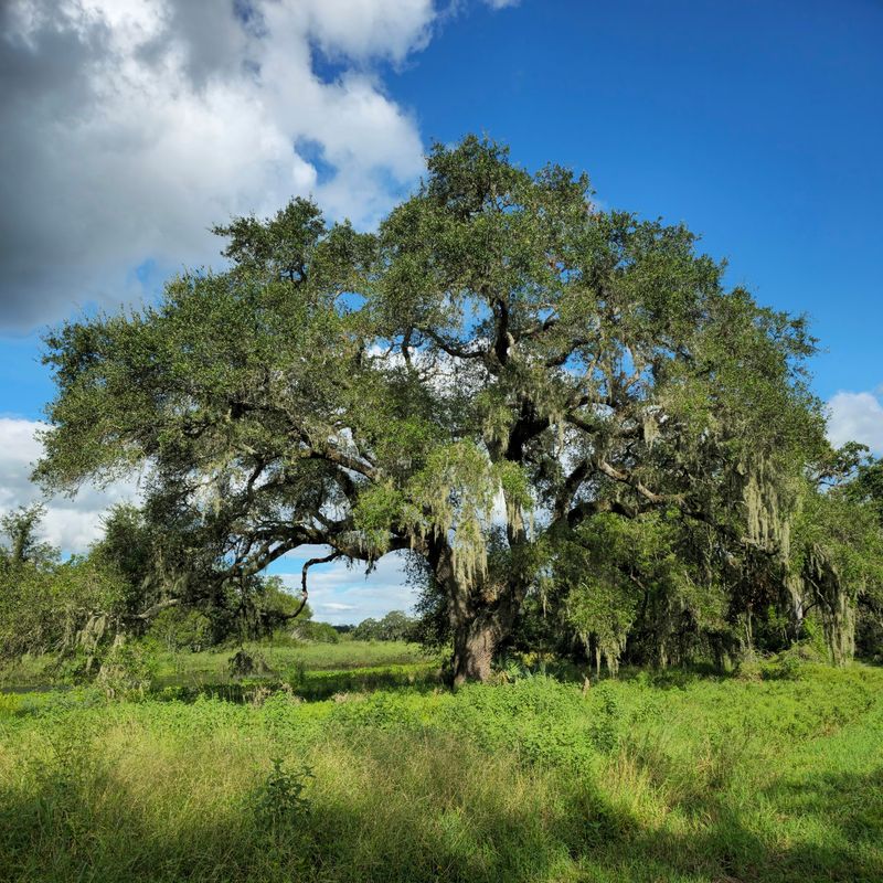 Brazos Bend State Park, Needville