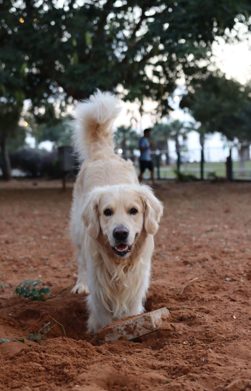 Dog-Friendly Amenities Vary by Property