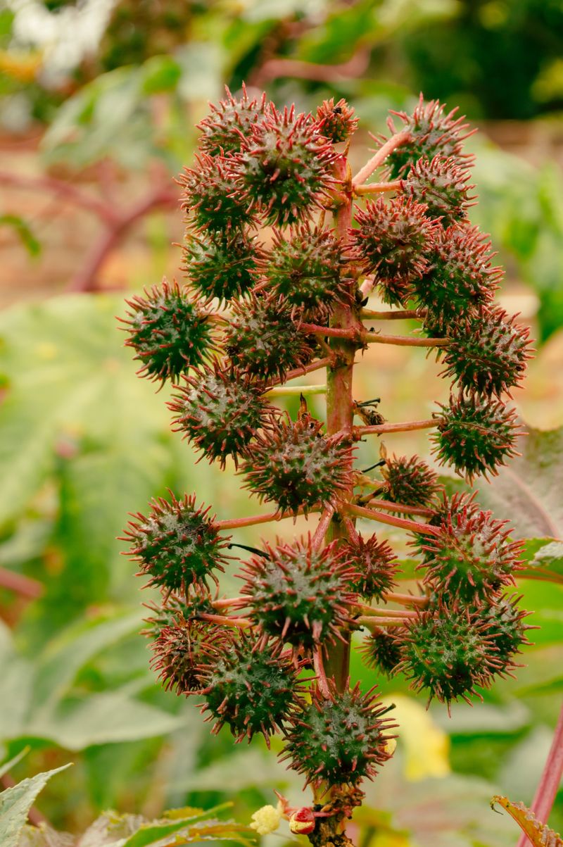 Castor Bean Plant