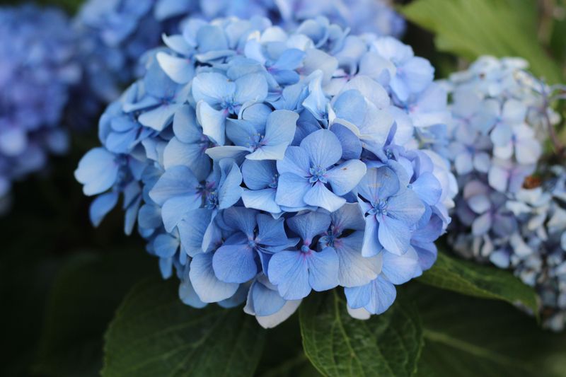 Hydrangea