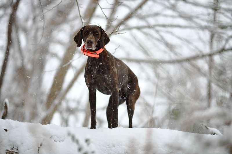 Hunting Dogs Get A Narrow Exemption