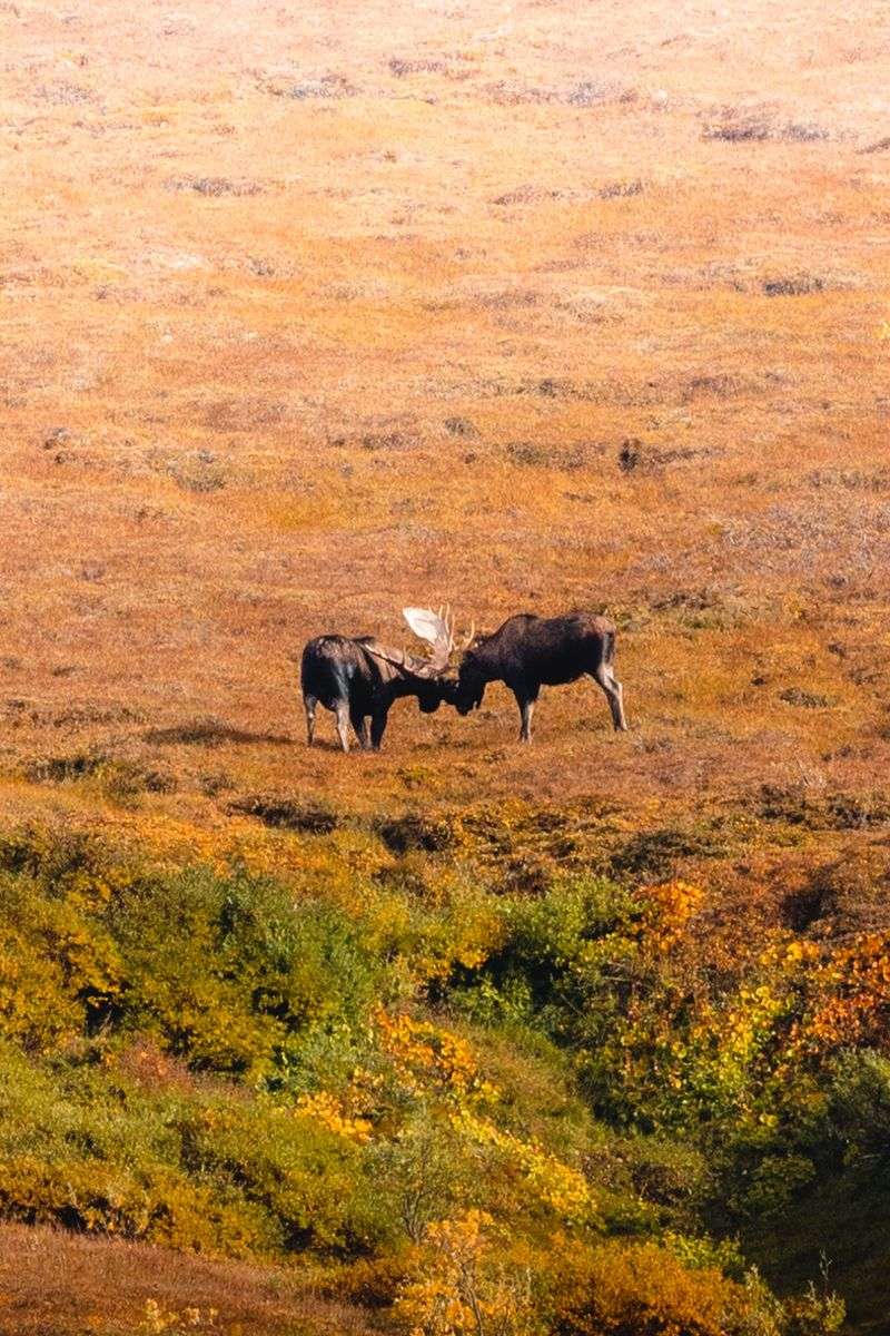 Autumn Rut Changes Bull Behavior